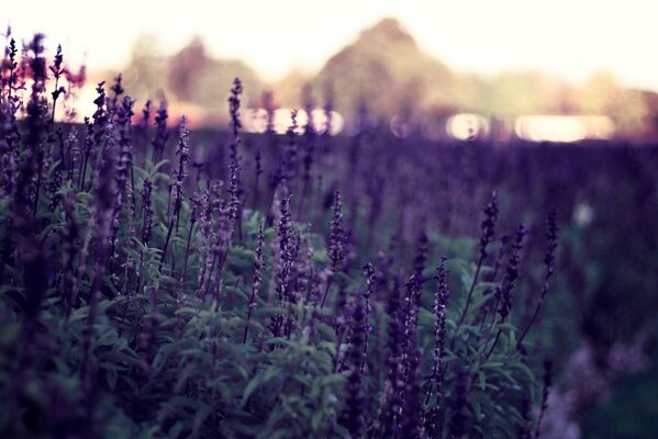 Lila Blumen im Feld für den gesamten Hintergrund