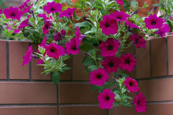 Qualsiasi petunia in una pentola o in un cestino decorerà il Giardino