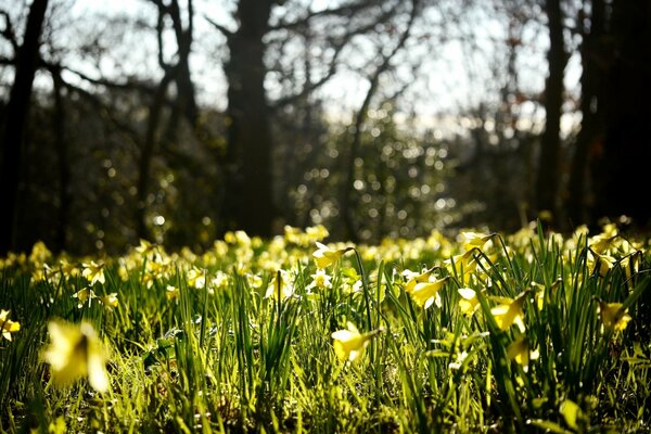 Clairière de jonquilles dans le désert de la forêt