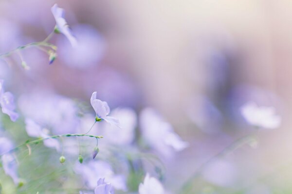 Pale purple flowers on a blurry background