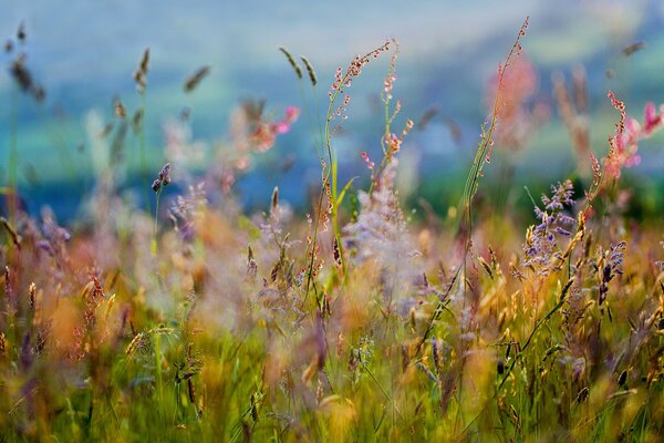 Fleurs des champs. Prise de vue macro