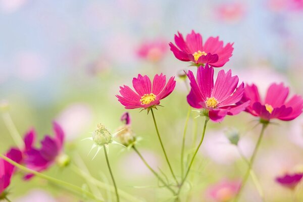 Auf der Lichtung sehen Blumen mit einem Blütenblatt so gut aus, dass ich gerade mit ihnen hinlegen möchte