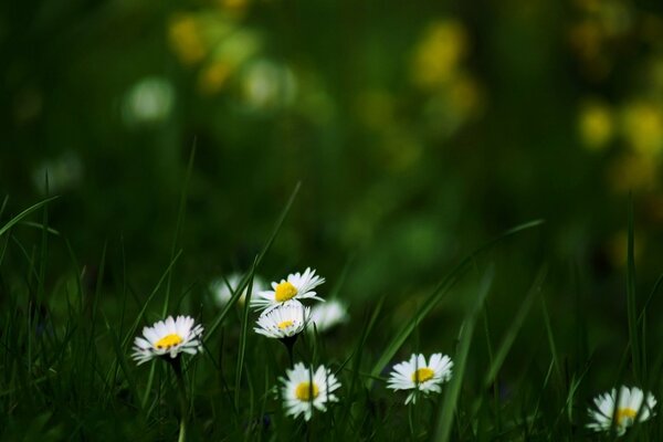 White chamomile in green grass