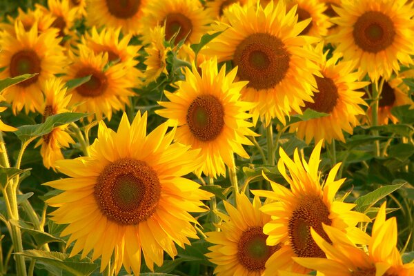 Luxurious yellow sunflowers in the sun