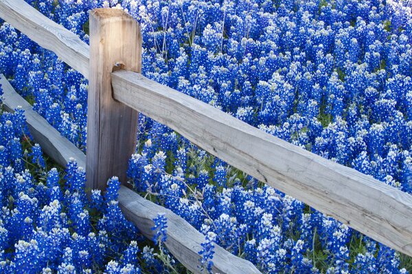 Ein Feld von schönen blauen Blumen