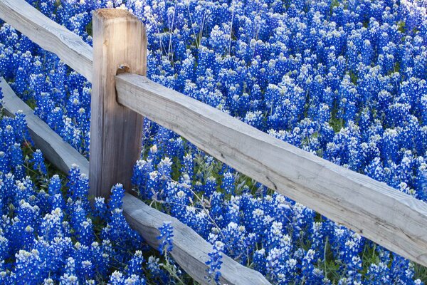 Champ de belles fleurs bleues