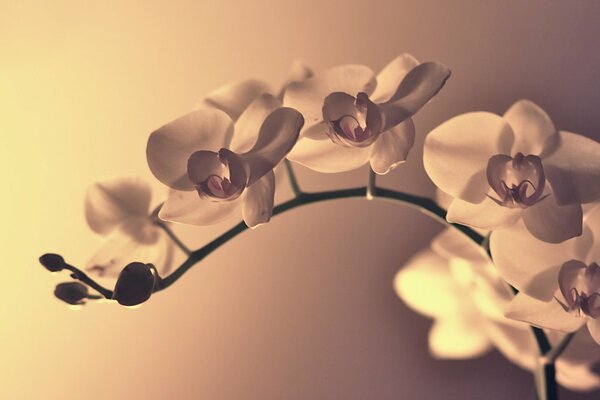 Une branche d orchidée blanche effectue une belle courbure