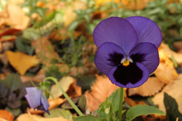 Violeta púrpura en otoño