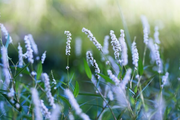 Lavanda floreciente sobre un fondo de hierba verde