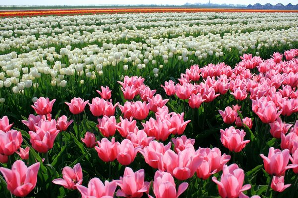 Plantation of tulips of different colors