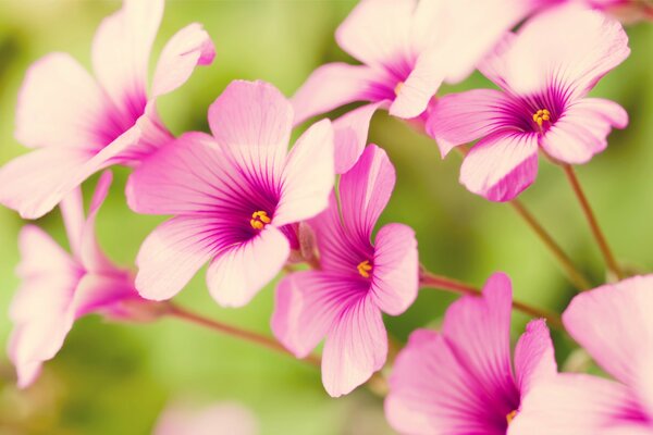 Rosa zarte Blumen, als ob sie posieren