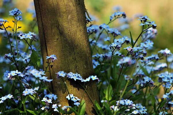 Forget-me-nots bloom at the trunk of a tree