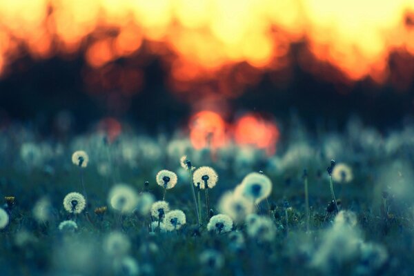 A meadow with dandelions at sunset