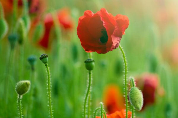 Coquelicots rouges derrière la lumière du soleil