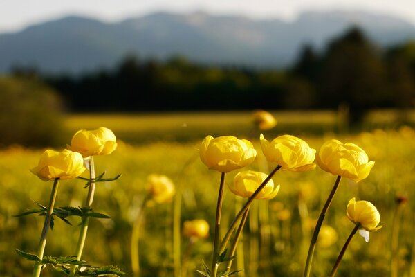 Yellow bathing suit on a muddy meadow