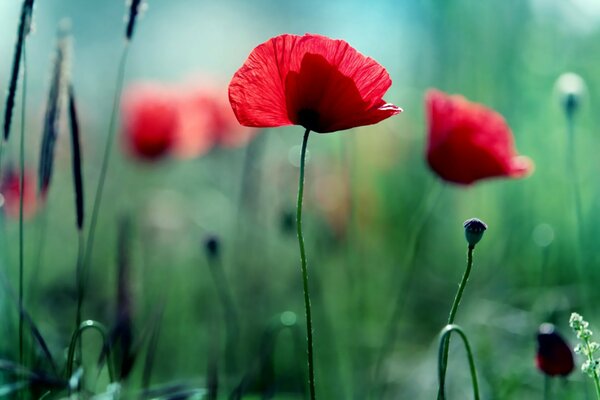 Wunderbare Mohnblumen im nebligen Gelände