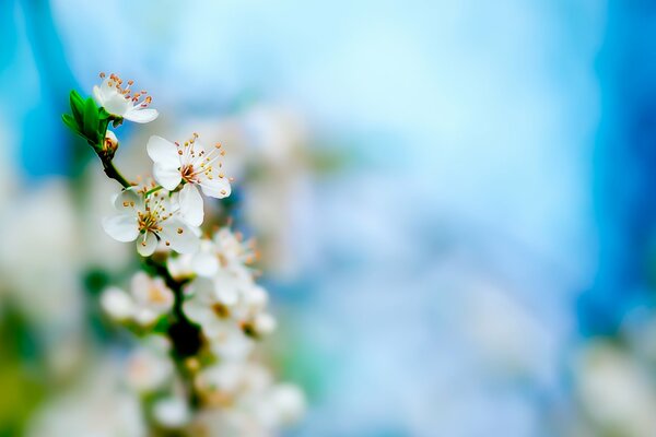 Branche de fleurs de cerisier sur fond flou bleu