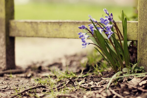 Blaue Blumen am Zaun auf Herbstlaub