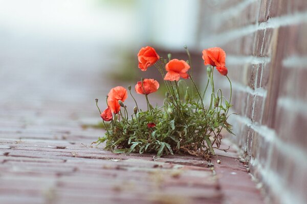 Rote Mohnblumen haben ihren Weg durch den Asphalt gefunden