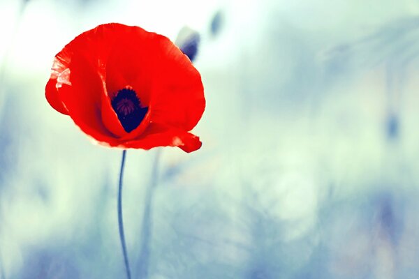 A lonely red poppy in a clearing