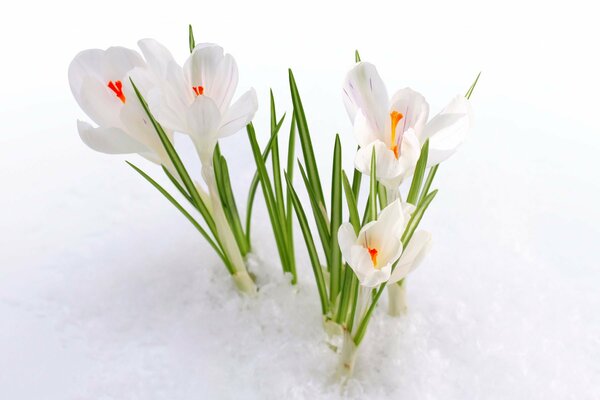 Primel die ersten Knospen unter dem Schnee