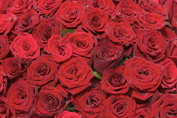 Brotes de rosas rojas en el rocío