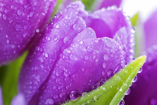 Macro drops on bright tulips