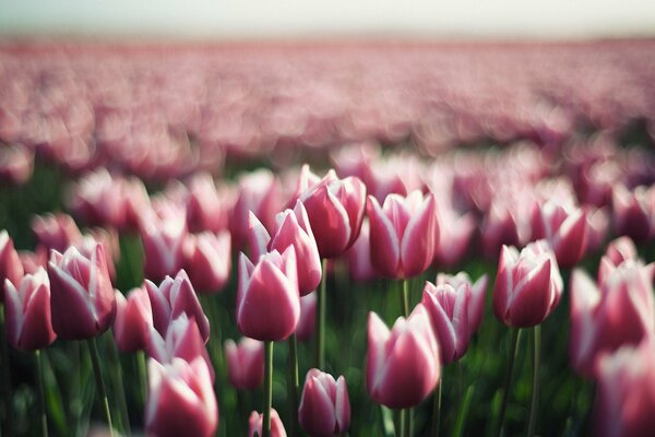 Bella radura primaverile di tulipani