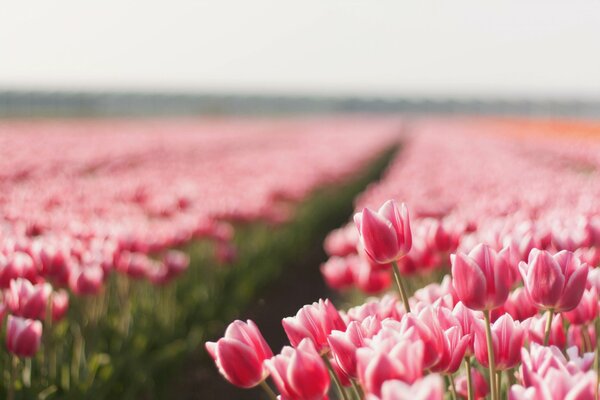 A summer field of pink tulips and a path among them