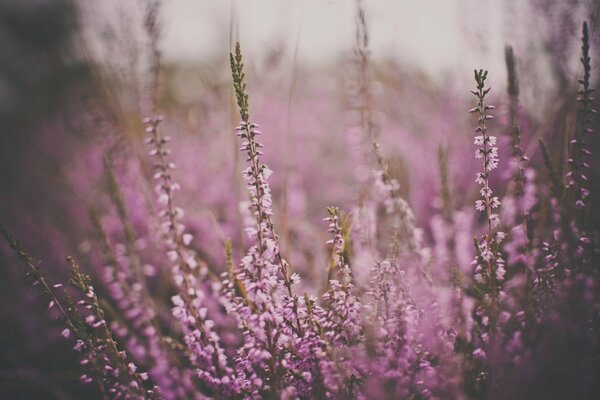 Fleurs ternes roses sur le terrain