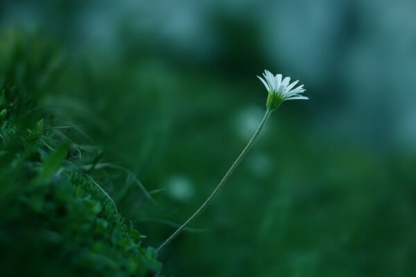 Flor solitaria en la hierba verde