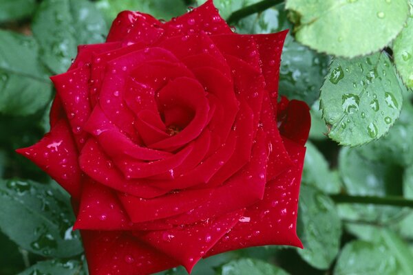 Rote Rose mit Tautropfen auf den Blütenblättern