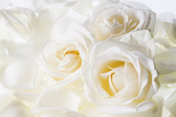 Delicate white rose