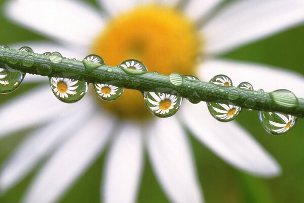 Reflection of chamomile in dew drops