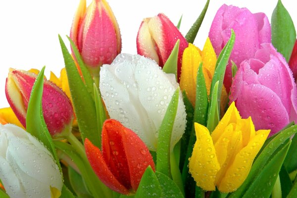Gotas de agua en hojas y flores de tulipán