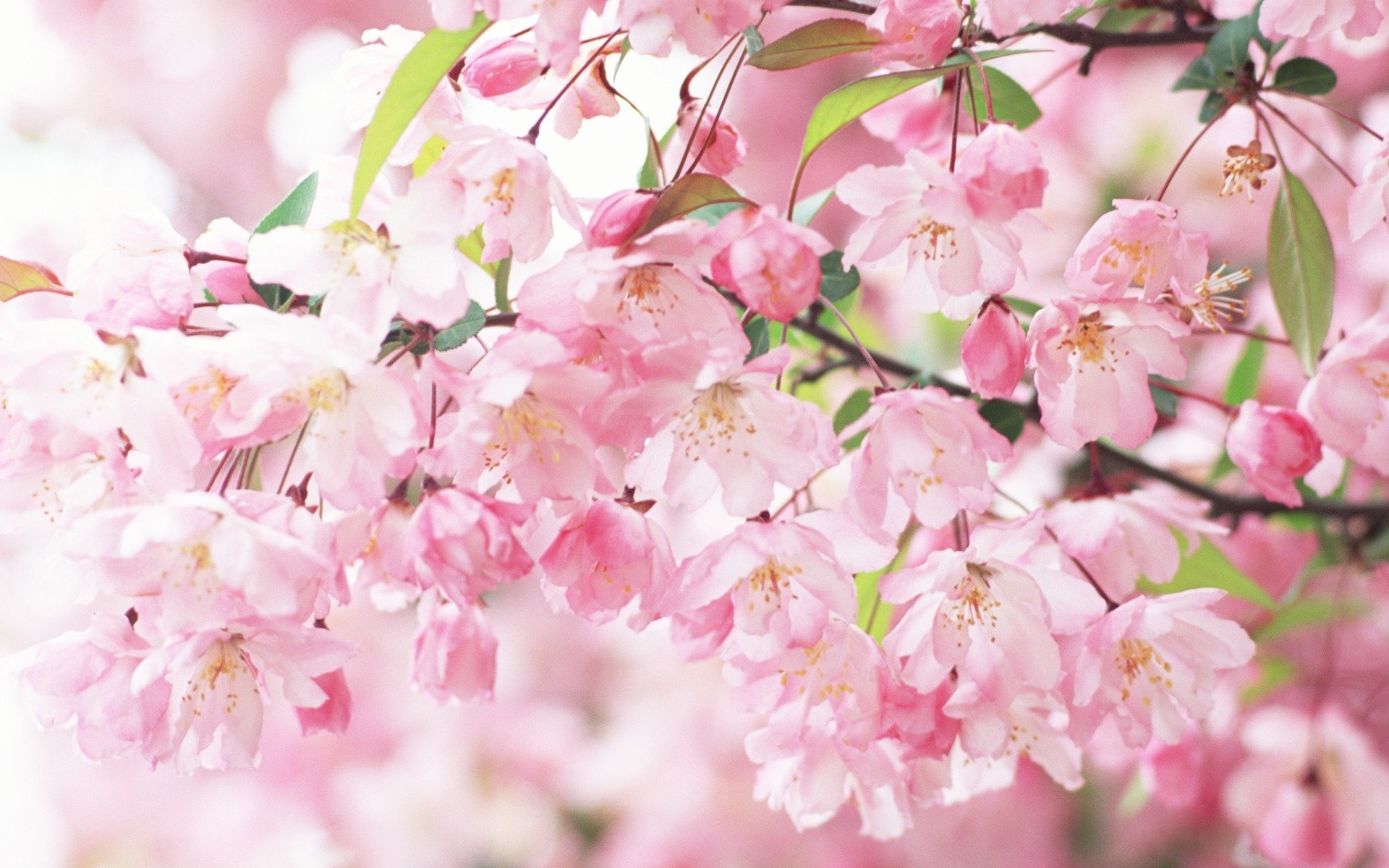 sakura fleur pétales rose branches printemps