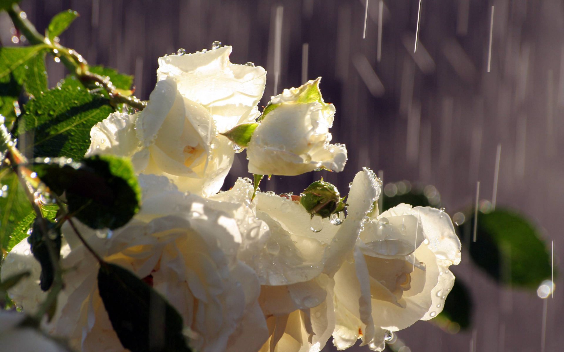 rose bianco boccioli di fiori bouquet pioggia acqua gocce