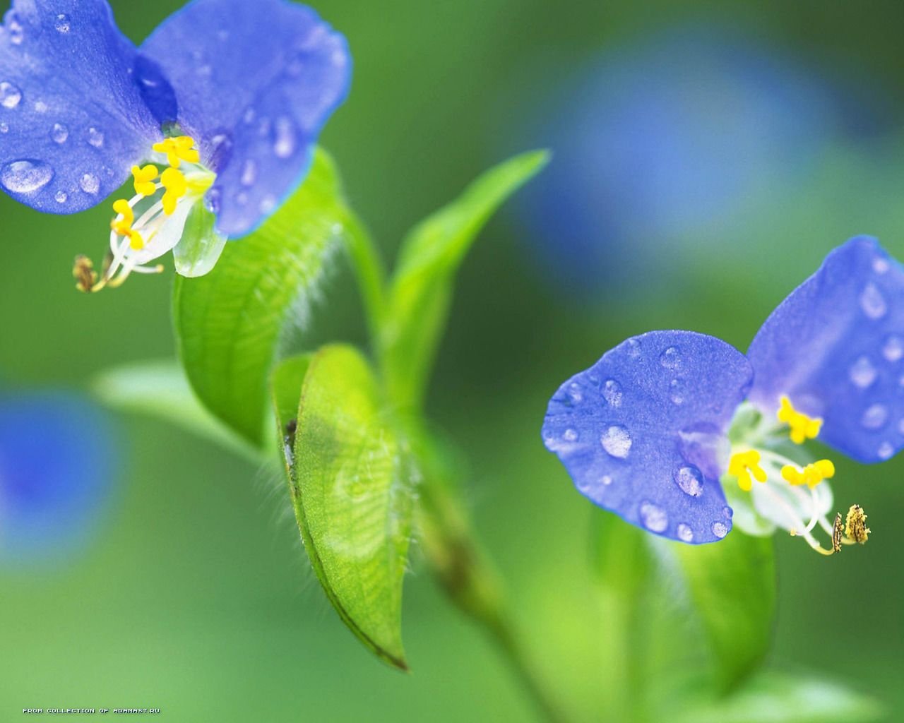 blumen-siebengebirge natur oase