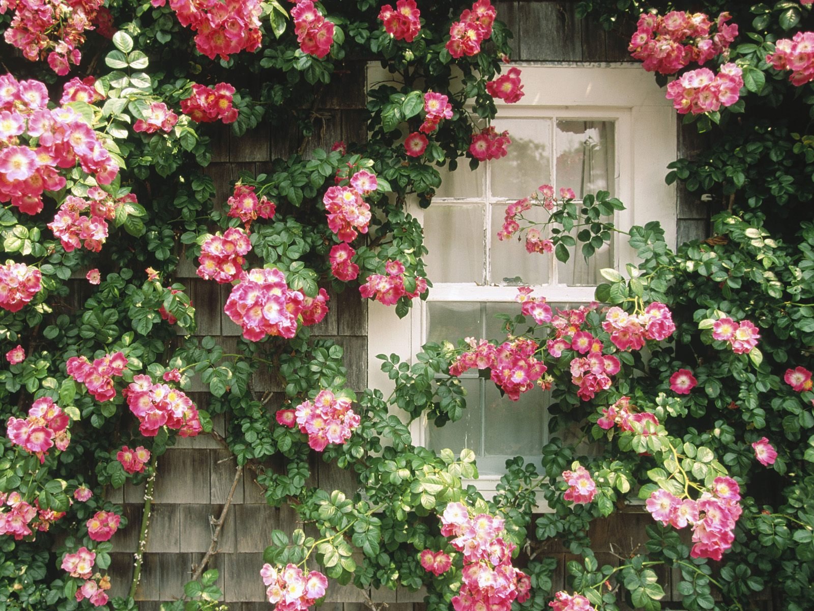 ventana pared de flores belleza