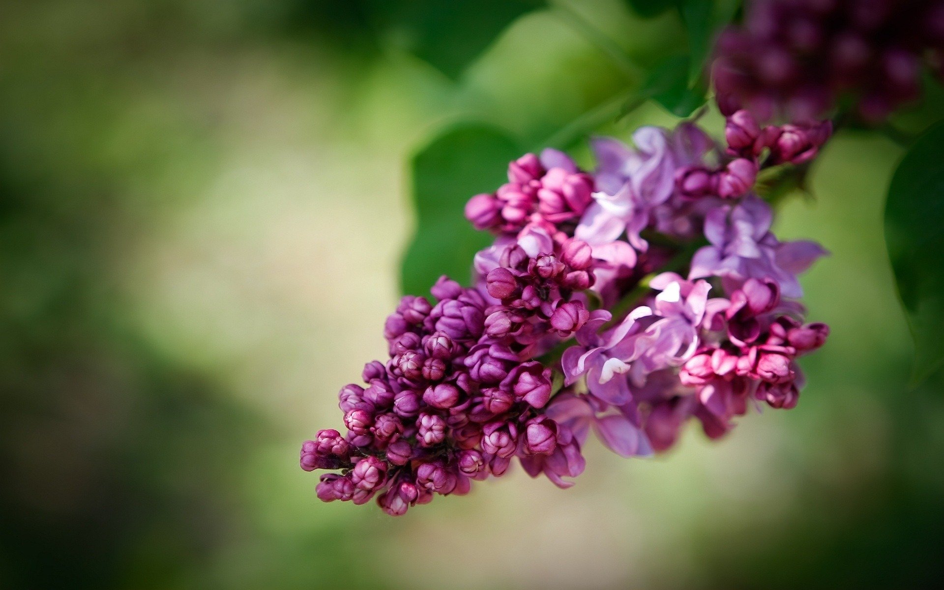 lilac flowers branch