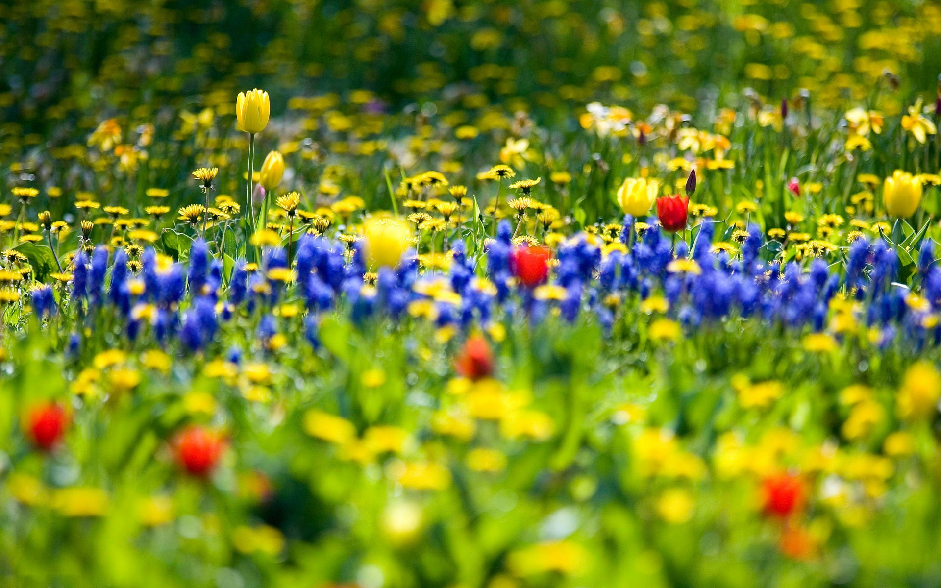 natur garten blumen blumenfeld