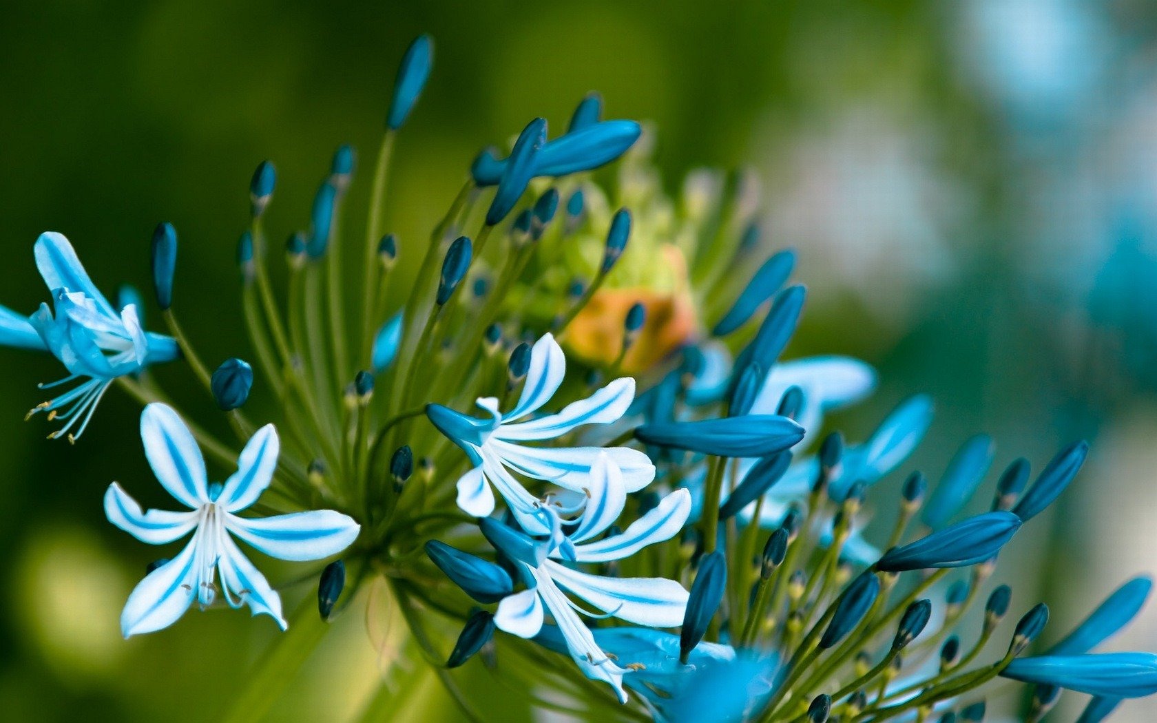 blue flower the stem leaves petals buds close up