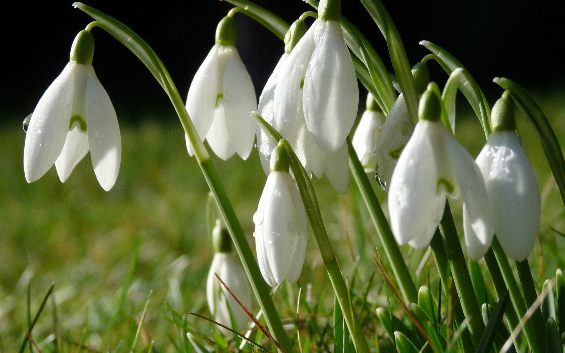 perce-neige fleurs herbe gouttes rosée printemps gros plan