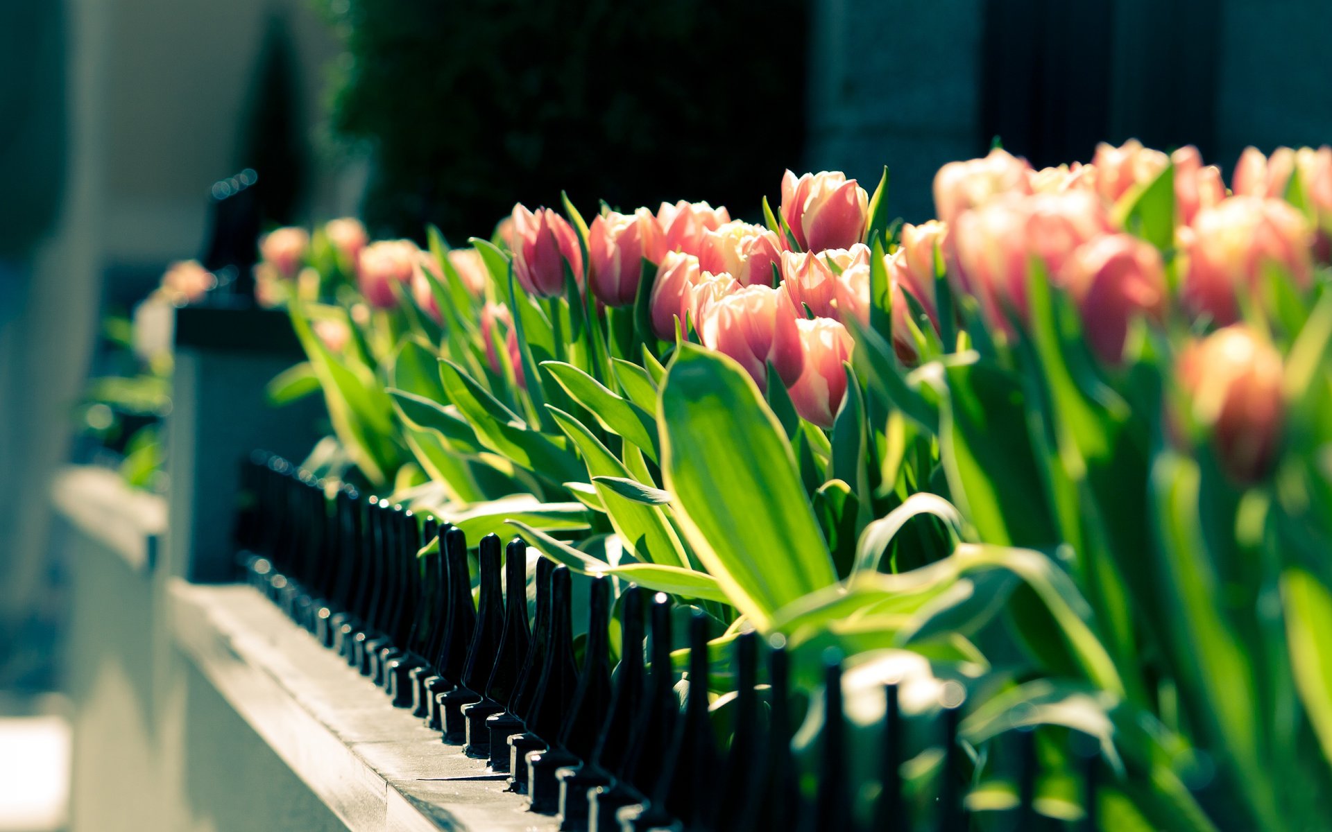 pring green flowers gathering