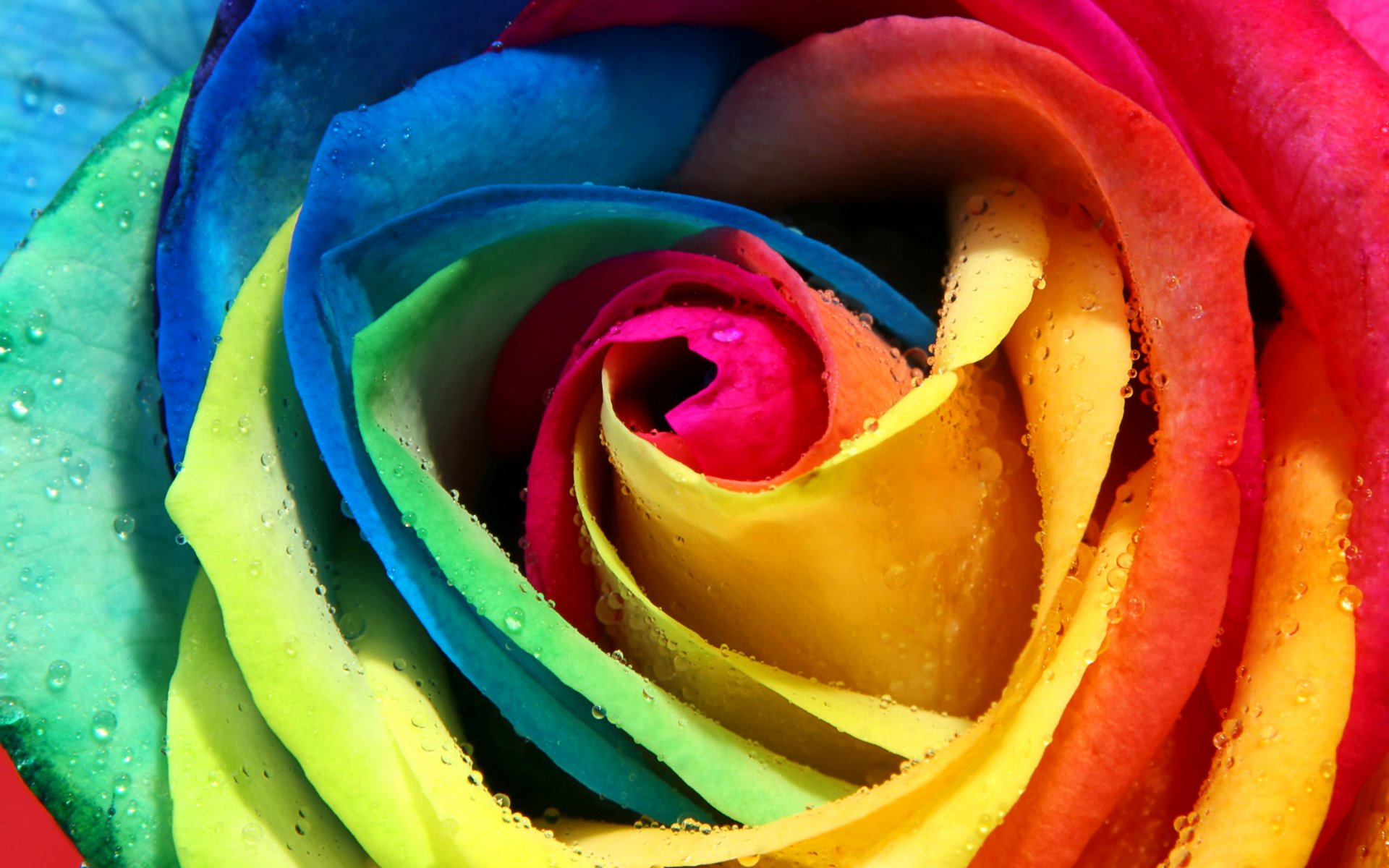 rosa multicolor arco iris pétalos brote rocío