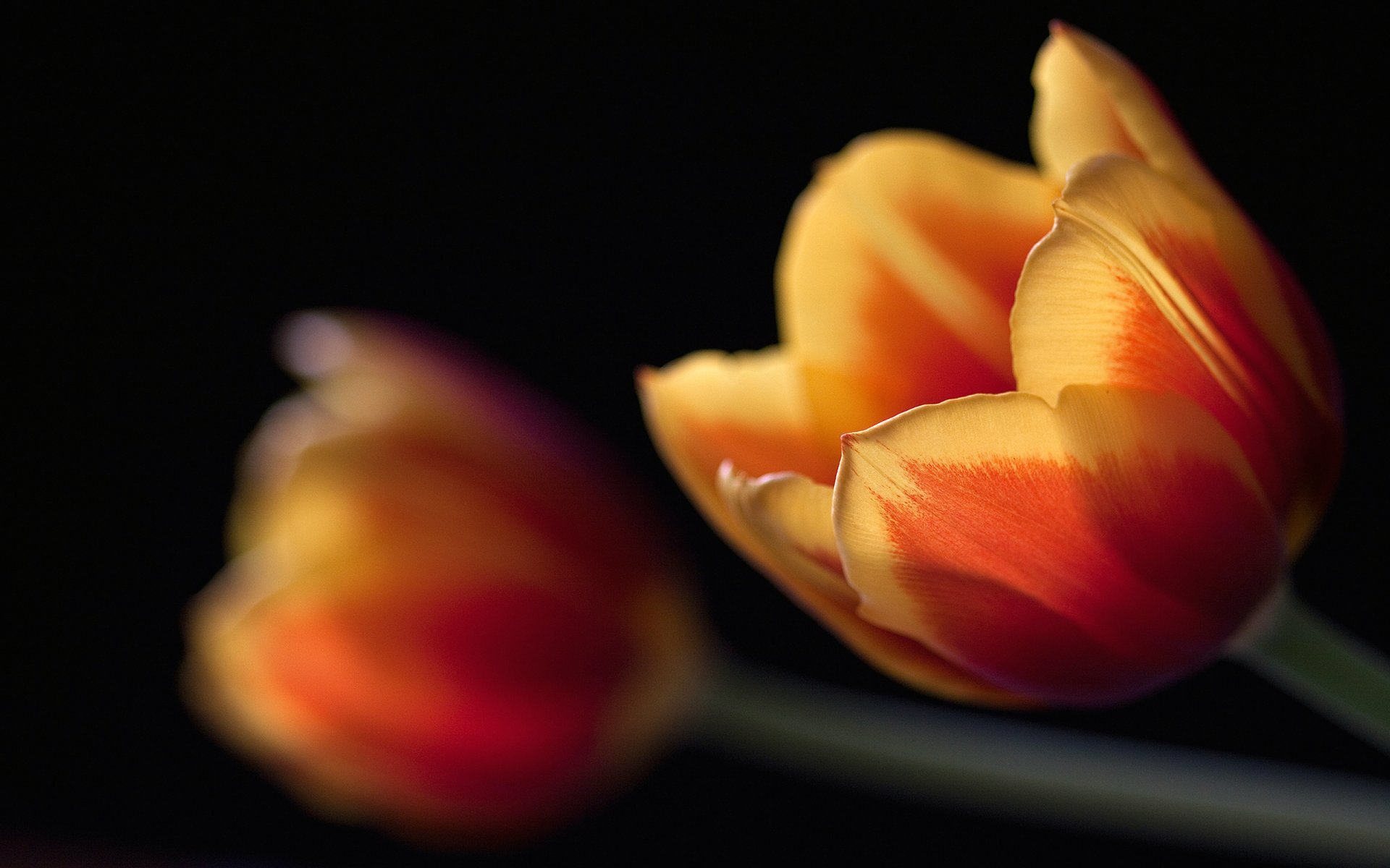 tulips black close up