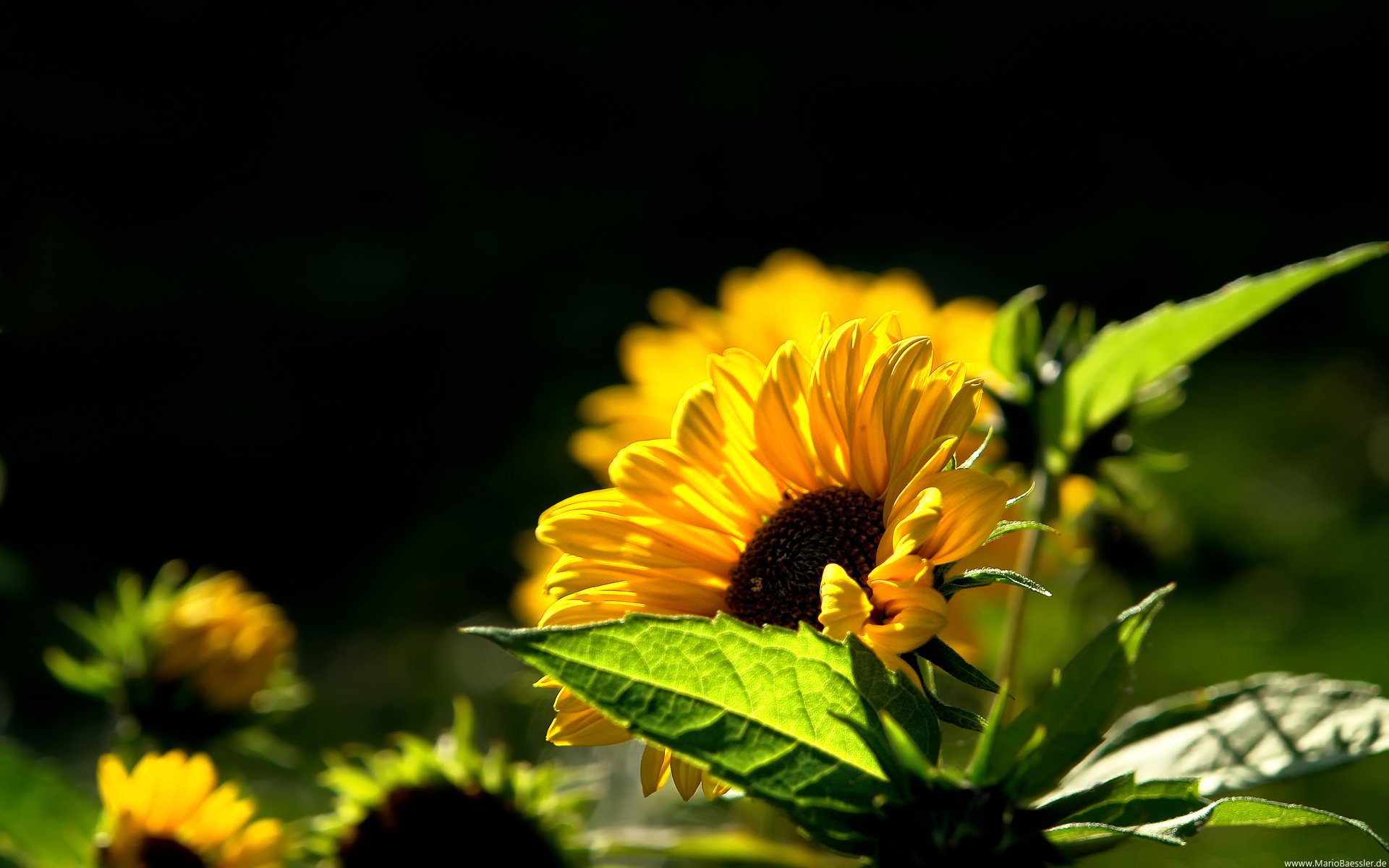 girasole caldo estate