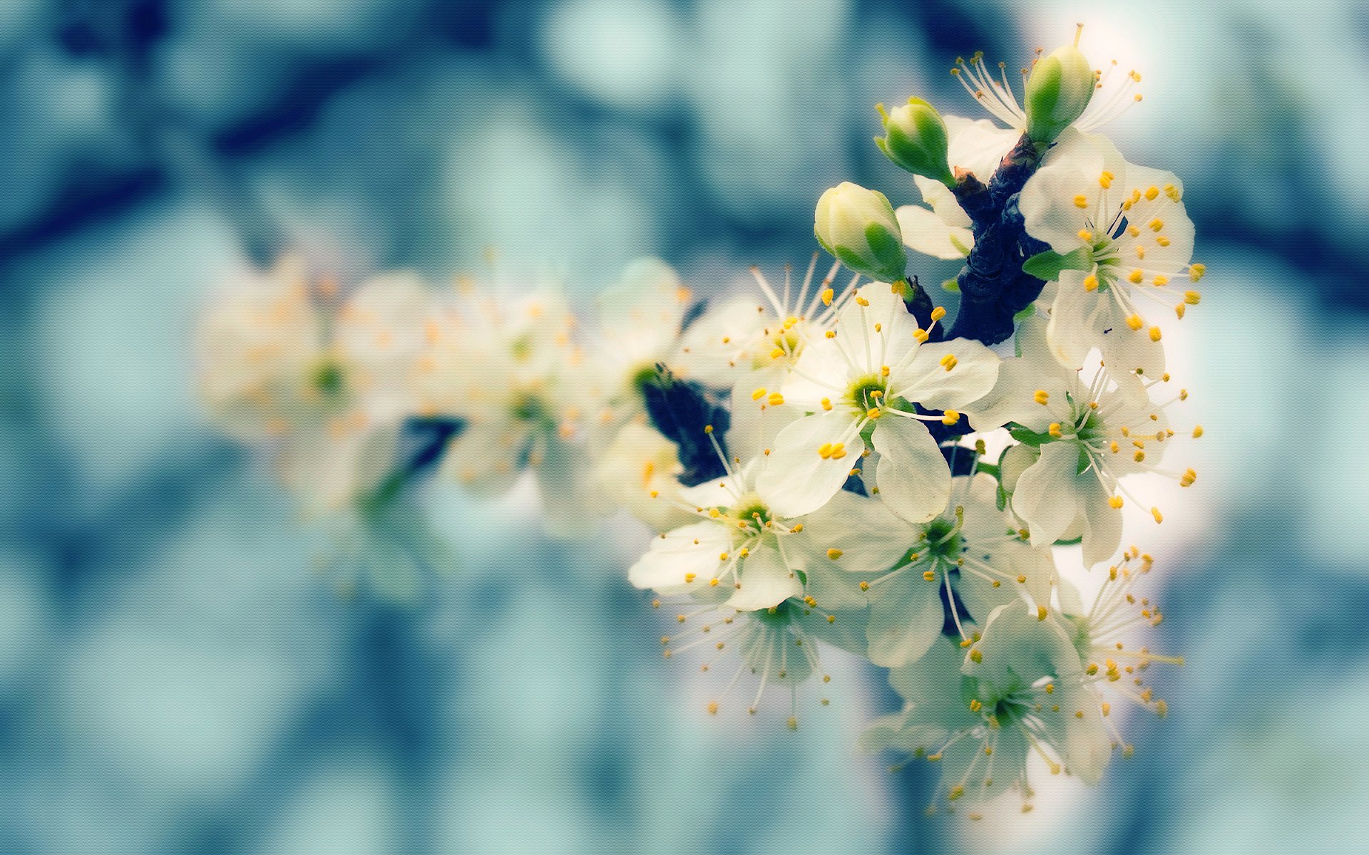 nature tree bloom