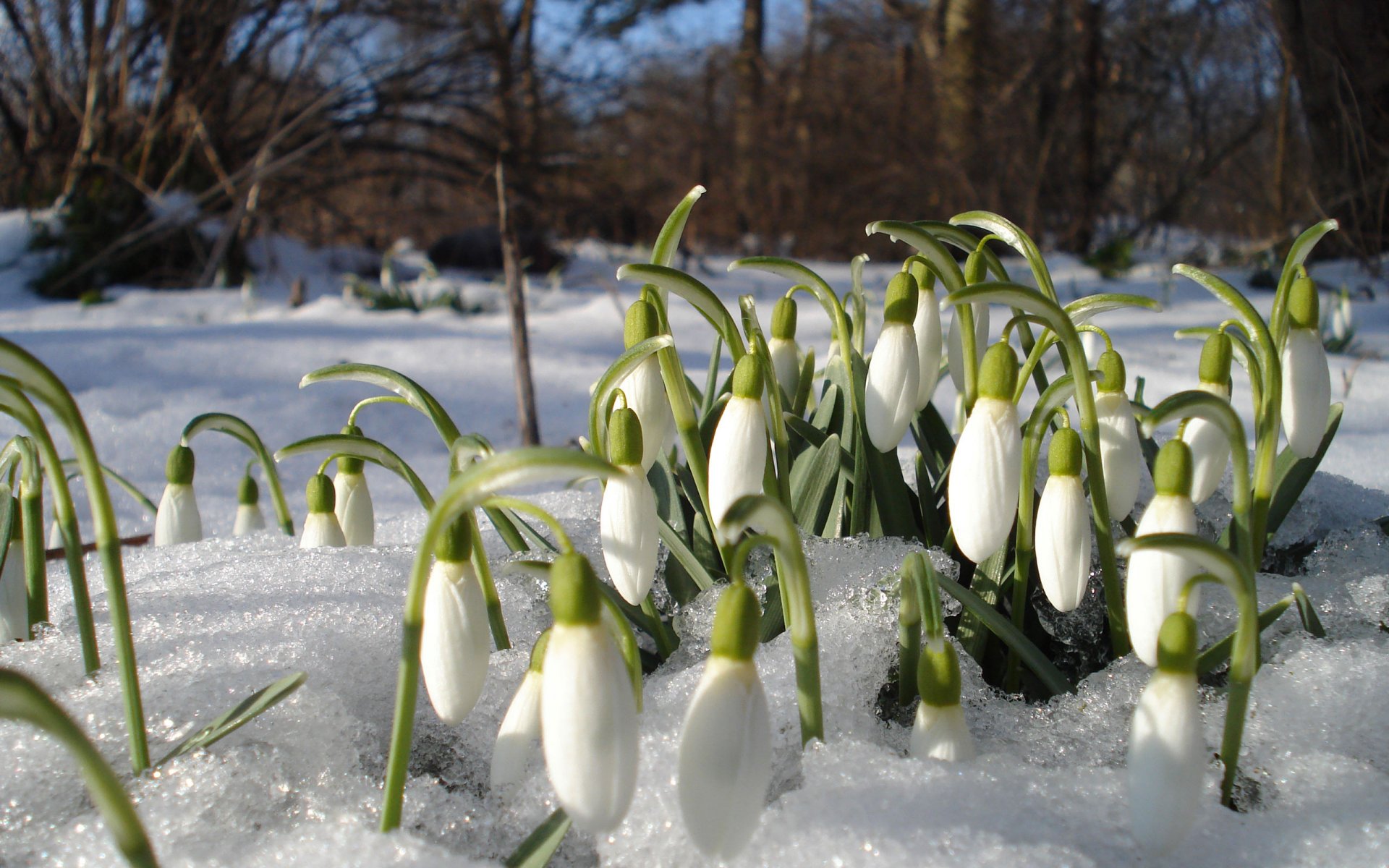 frühling protalins blumen primeln warm stimmung