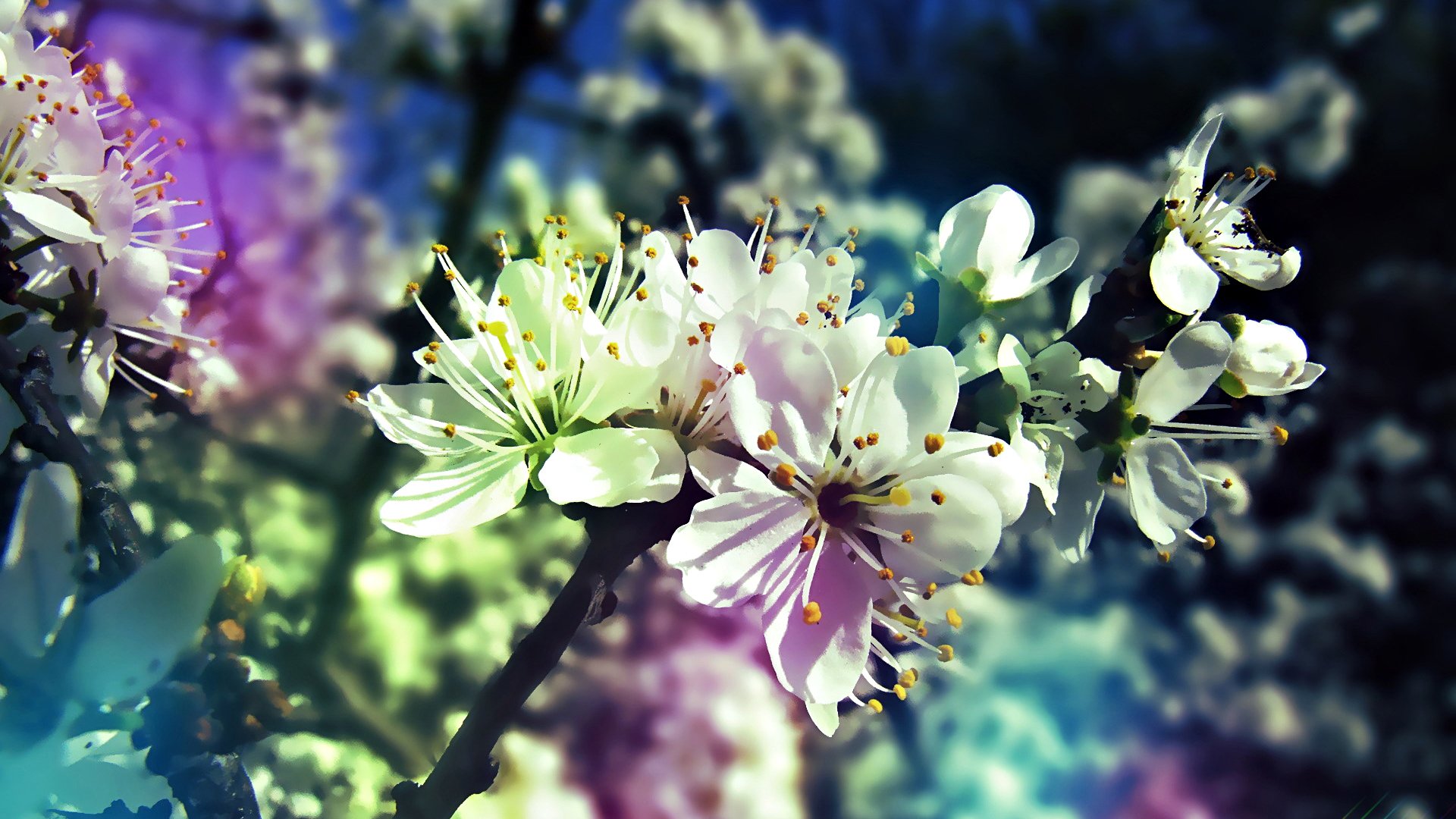 farbverlauf baum frühling